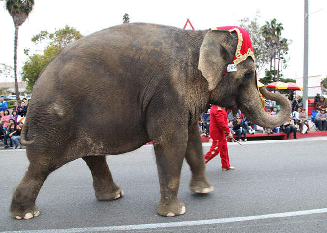 307Hawaiian%20Gardens%2049th%20Anniversary%20Parade