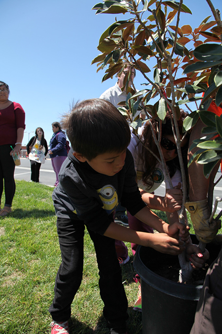 %_tempFileName48-Hawaiian-Gardens-arbor-day-2013%