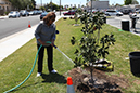 %_tempFileName44-Hawaiian-Gardens-arbor-day-2013%