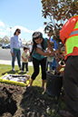 %_tempFileName57-Hawaiian-Gardens-arbor-day-2013%